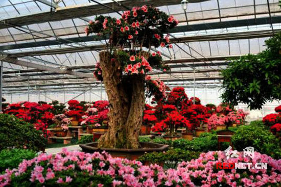 “史上最长寿”杜鹃花王现身湖南湘潭盘龙大观园