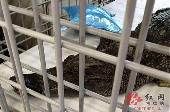 活鳄鱼被关在笼子里（网友供图）