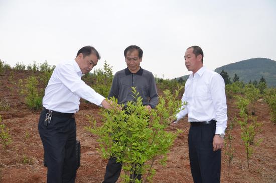 湖南农行首笔林权抵押贷款贷动油茶农户致富
