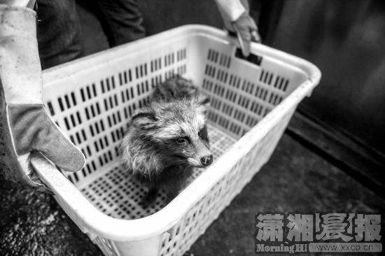 4月25日,在岳麓山上发现的貉被送到湖南省野生动物救护繁殖中心进行治疗、照顾。 图/记者杨旭