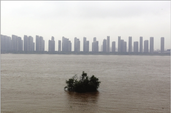 5月8日，长沙，湘江边一棵树被淹。