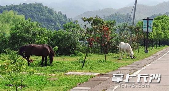 尹同学经过这片草地旁的道路时，被图中的白马咬伤。 受访者 供图