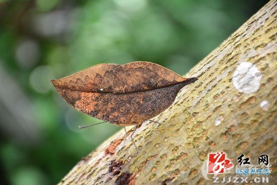 黄龙洞景区发现珍奇枯叶蝶
