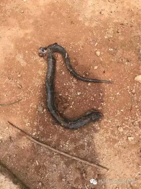 一条有毒的蝮蛇闯进市民程先生家的院子,家里两条土狗吓得夺路而逃,另