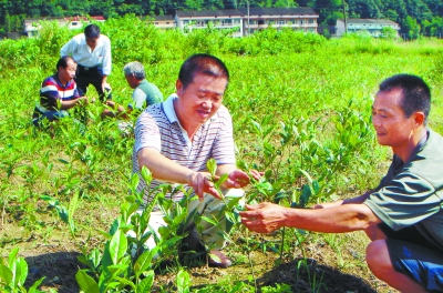 8月6日，湖南城市学院驻安化县江南镇陈王村扶贫工作队队长蒋练军（右二）在帮助村民管理茶树苗。湖南日报记者 谭克扬 摄