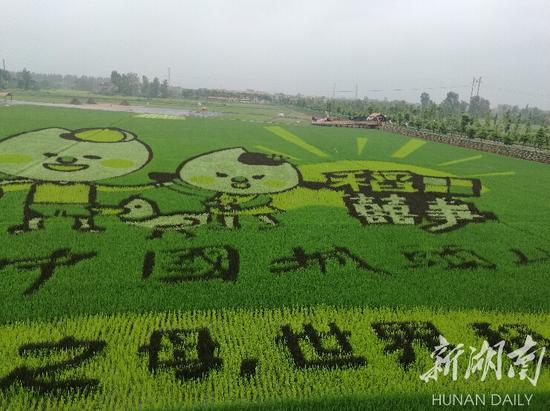 图为城头山稻田彩绘园场景。李寒露 摄