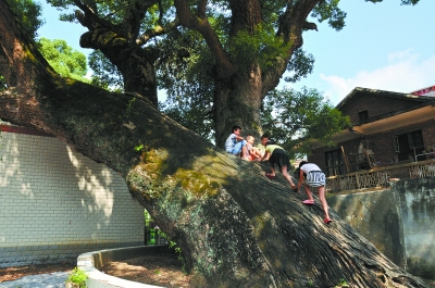 8月21日，道县祥霖铺镇祥霖铺村，小孩子在1500年树龄的古香樟树上玩耍。 盘林 摄