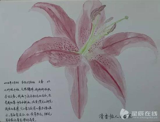 朱爱朝做的自然笔记,清香怡人百合花。)