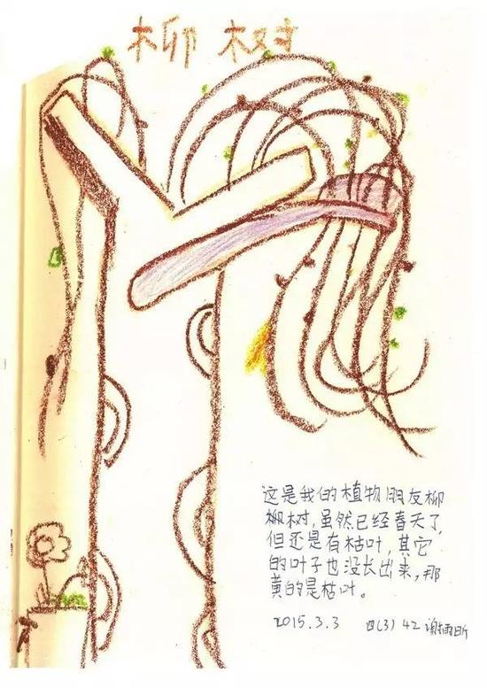 学生画的自然笔记，立春，柳树。图均由 朱爱朝 提供。