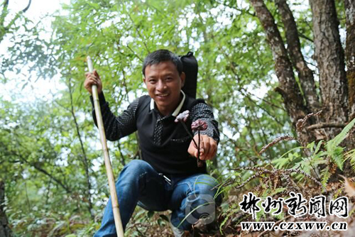 10月24日，桂东县“驴”友在该县东边山原始（次）森林中发现并捡到的野生血灵芝。