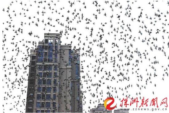 人民路与红港路交叉口附近，成群的鸟儿在天空盘旋（记者 谢慧 摄）