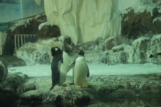 长沙海底世界的企鹅。