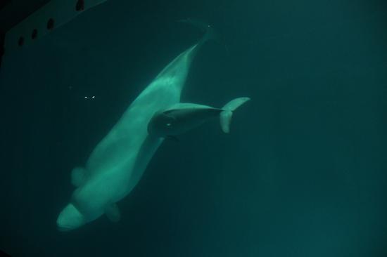 长沙海底世界的白鲸和幼鲸。