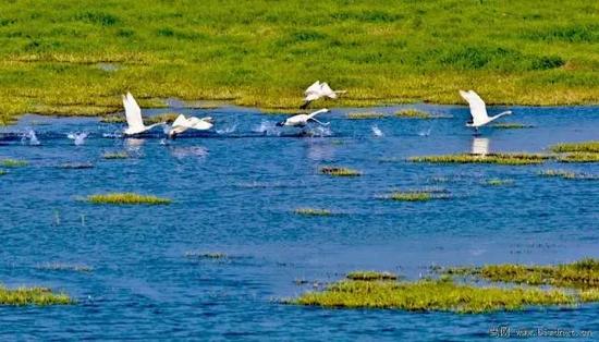 鄱阳湖被称为“白鹤世界”，“珍禽王国”