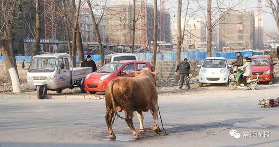 常德发生多起疯牛伤人事件 警方果断用枪将其