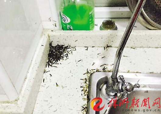 前天早上,湘银小区黄女士大早发现厨房里有许多白蚁(受访者供图)