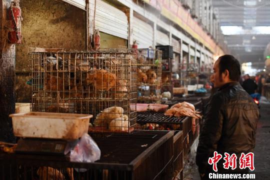 一位市民正在选购家禽。杨华峰 摄