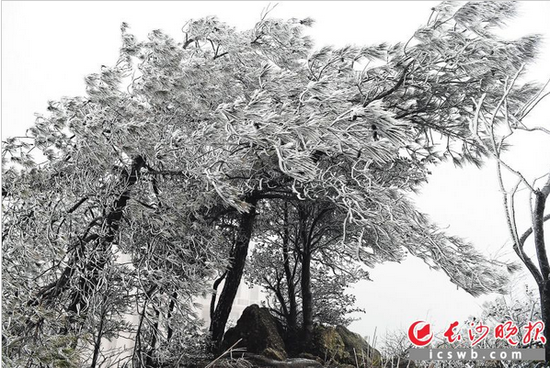 ↑昨日浏阳道吾山山顶的雾凇美景。 长沙晚报通讯员 彭红霞 记者 石祯专 摄影报道