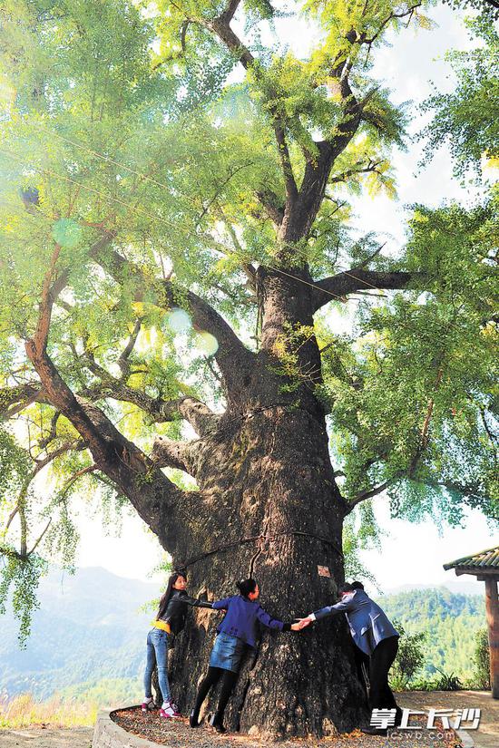 浏阳市淳口镇永乐村1500多年的古杏树需要6个人手牵手才勉勉强强抱住。　　长沙晚报记者 贺文兵 摄（资料图片