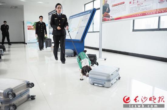 演练中,检疫犬在行李中搜出违禁物品。