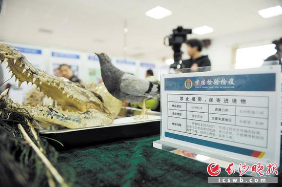 演练中,检疫犬在行李中搜出违禁物品。