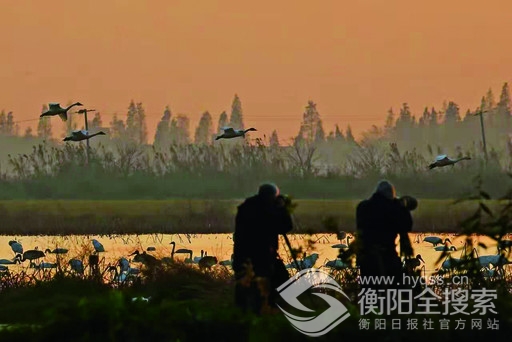 鹭影映红霞
