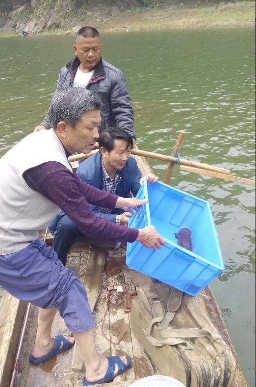 图为放生娃娃鱼
