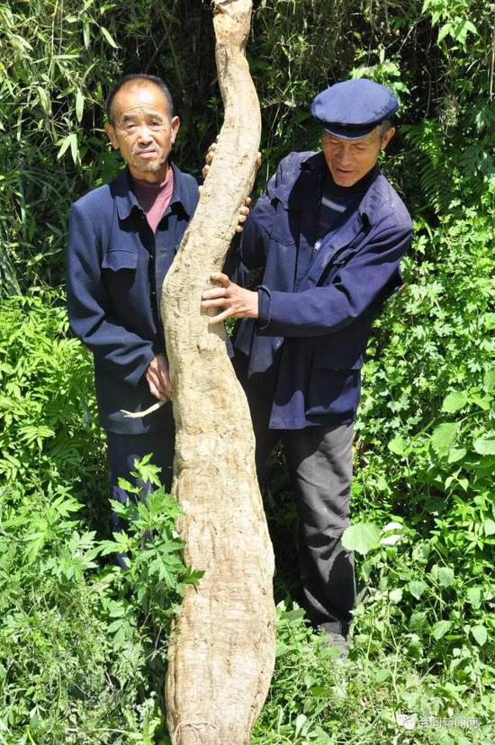 怀化老汉挖出巨型野生葛根 简直成"精"了