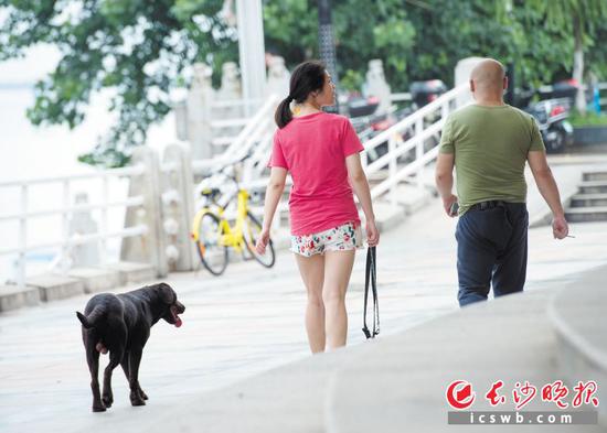 6月12日下午,在湘江风光带风帆广场旁,一名女子在公共场所遛狗,她手里拿着狗绳,却未系在狗身上。 长沙晚报记者 邹麟 摄