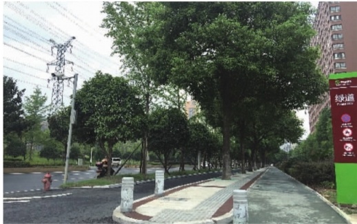 香樟路原有人行道与商铺之间绿化带中的广玉兰,将更换成全冠香樟,与人行道原有香樟形成“双林荫大道”。记者 吕菊兰 摄