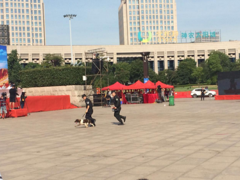娄底市公安局的搜爆犬“花贝”入场