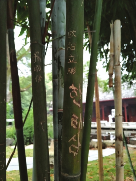 岳麓书院的竹林里很多竹子被刻了字,其中还有韩文。