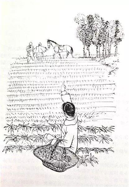 ▲岳阳,程灵素指路。——《飞狐外传》