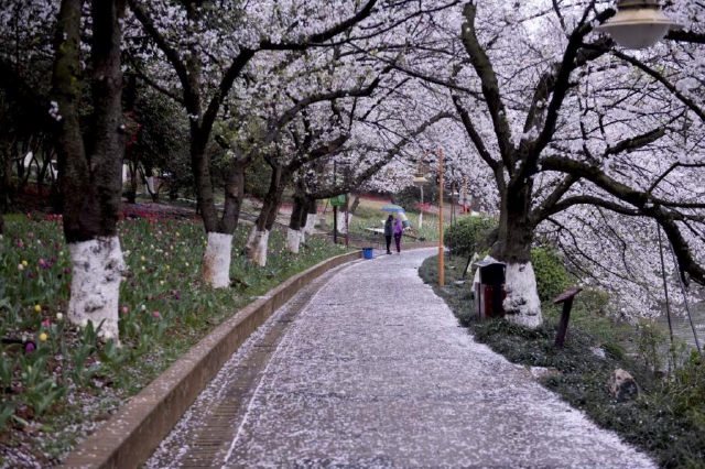 省植物園：雨后賞櫻花，別有風味