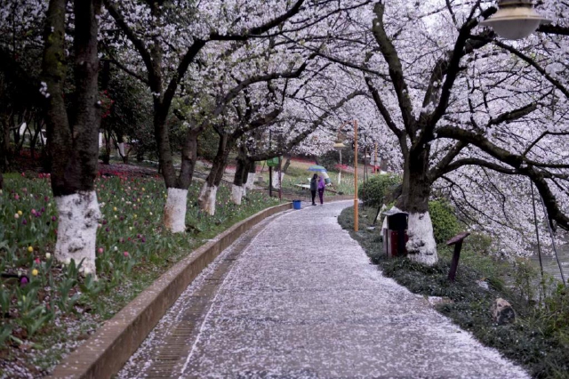 省植物园：雨后赏樱花，别有风味