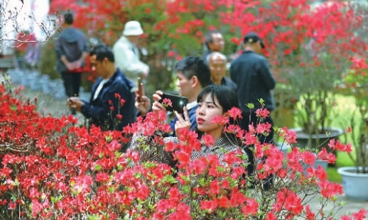 4月15日，湖南烈士公园潇湘奇石馆，市民在观赏盛开的杜鹃花。当天，该馆杜鹃花展正式开展，展出的杜鹃花生长周期均在100年以上，观赏价值高。傅聪 王文 摄