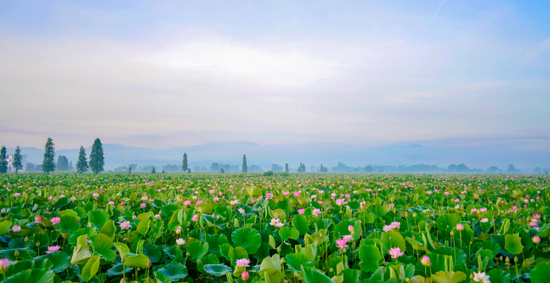 图为莲花县美景