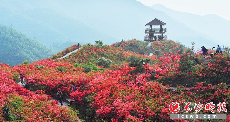 映山红盛开的季节里，大围山红如画卷。