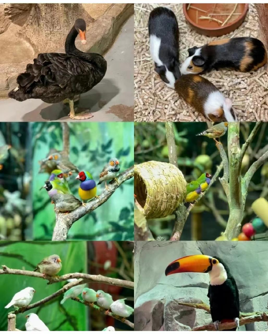 (Zoolung动物主题公园)