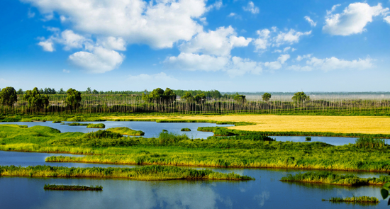 8.湖北仙桃沙湖国际重要湿地