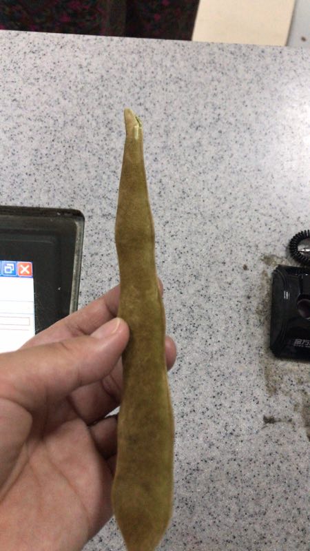 生吃两颗狗爪豆 长沙男子发生食物中毒