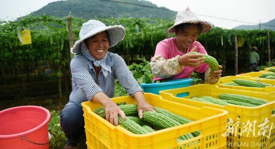 (9月4日,江永县兰溪瑶族乡新桥村金丰果蔬专业合作社“扶贫蔬菜”基地,村民在采收苦瓜。任泽旺 摄)