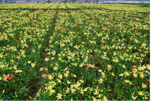 岩科村百合花海。