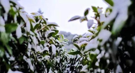 纷纷扬扬的雪花给整个云台山有机茶园披上了一层洁白的厚外衣，变身银装素裹的冰雪世界。