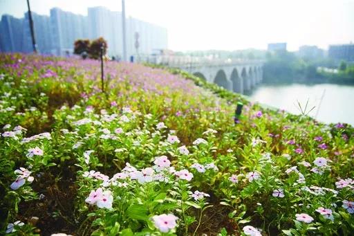 ▲鲜花点缀，河滩更靓