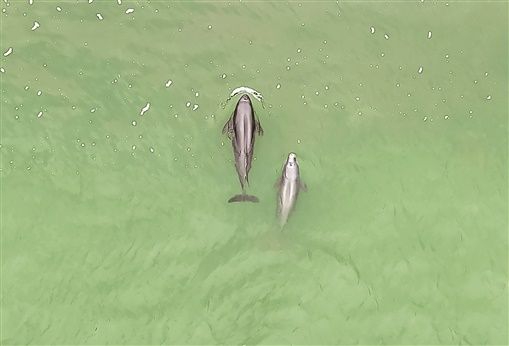 2月1日， 湘江长沙综合枢纽蔡家洲水域，长江江豚时而跳跃，时而翻滚，十分活泼。