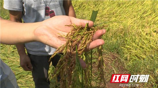 泉湖镇2000多亩已经成熟的水稻全部倒伏在水中，由于气温高，大部分稻谷已经发芽了。