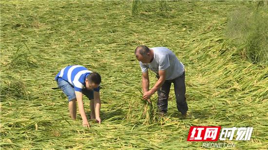 恶劣的天气导致衡南县泉湖镇2000多亩稻田受灾。