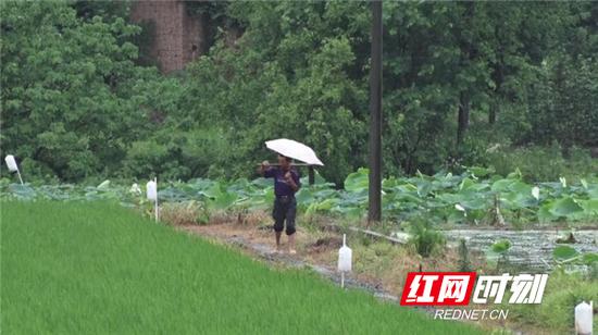 8月15日,衡阳县多个乡镇平均降雨量达15毫米以上,使持续多日的旱情得到有效缓解。