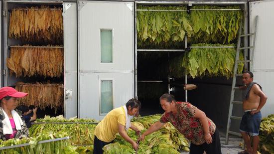 丫角村沁亮种植养殖合作社正在烤烟。